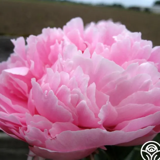 Sarah Bernhardt>Heirloom Roses Online