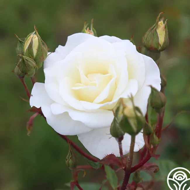 Saratoga>Heirloom Roses Online