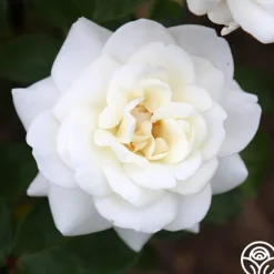 Saratoga>Heirloom Roses Online