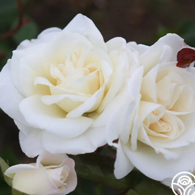 Saratoga>Heirloom Roses Online