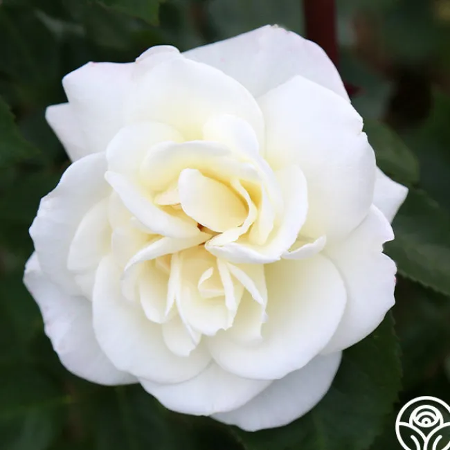 Saratoga>Heirloom Roses Online