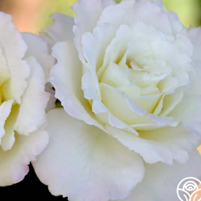 Saratoga>Heirloom Roses Online