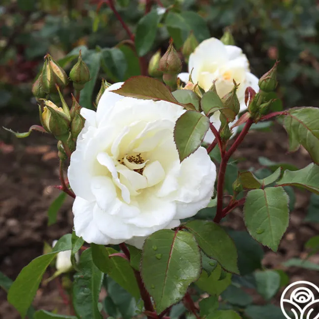 Saratoga>Heirloom Roses Online