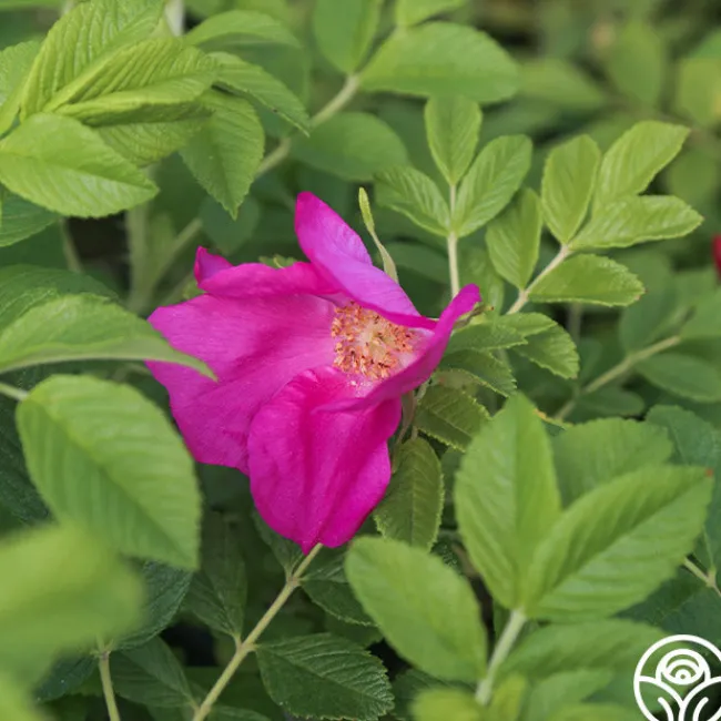 Scabrosa>Heirloom Roses Online