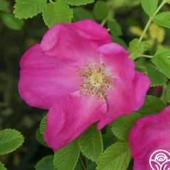 Scabrosa><noscript><img width=