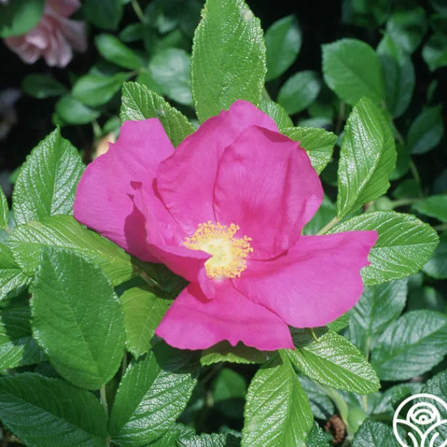 Scabrosa>Heirloom Roses Online