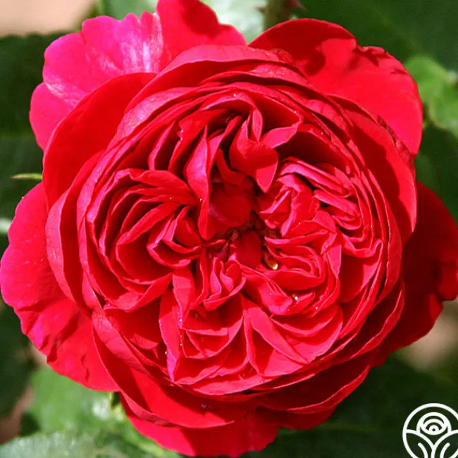 Scarlet Velvet™>Heirloom Roses Online