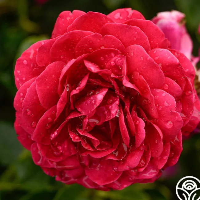 Scarlet Velvet™>Heirloom Roses Online
