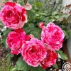 Scentimental™>Heirloom Roses