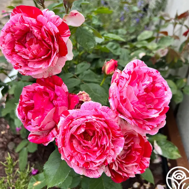 Scentimental™>Heirloom Roses