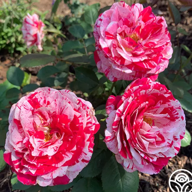 Scentimental™>Heirloom Roses
