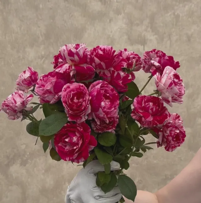 Scentimental™>Heirloom Roses