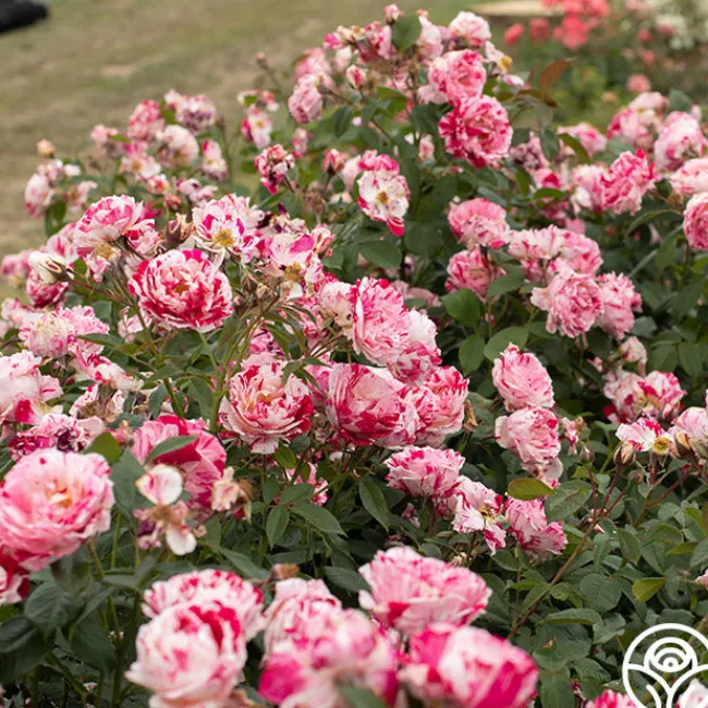 Scentimental™>Heirloom Roses
