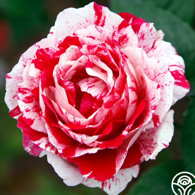 Scentimental™>Heirloom Roses