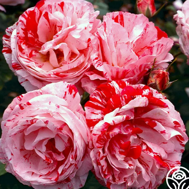 Scentimental™>Heirloom Roses