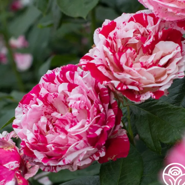 Scentimental™>Heirloom Roses