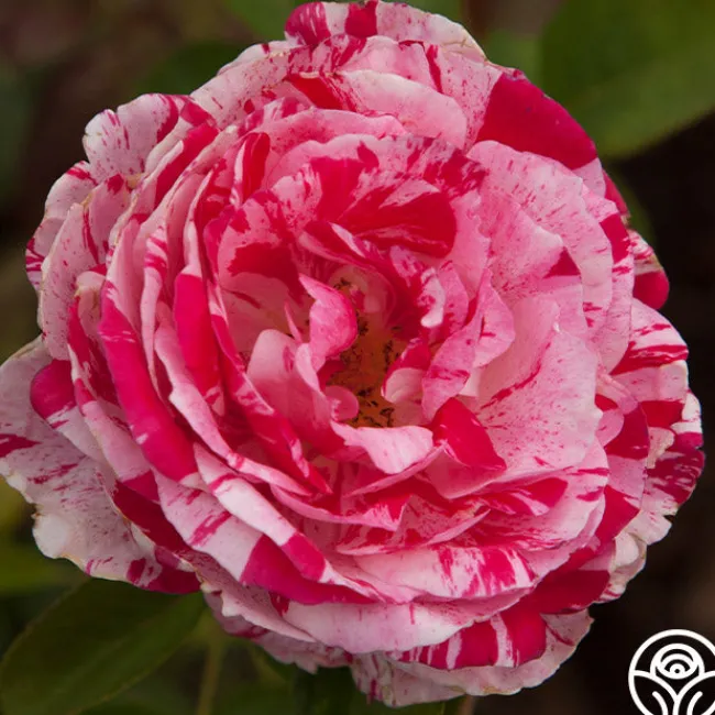 Scentimental™>Heirloom Roses