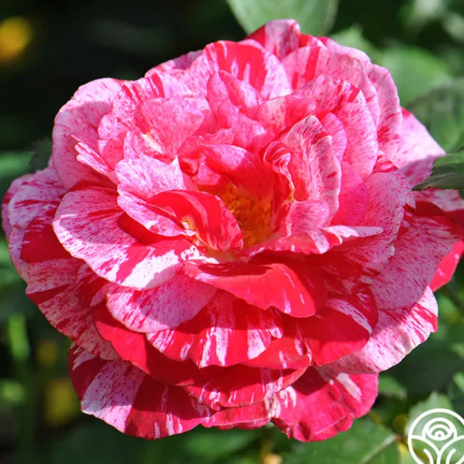 Scentimental™>Heirloom Roses
