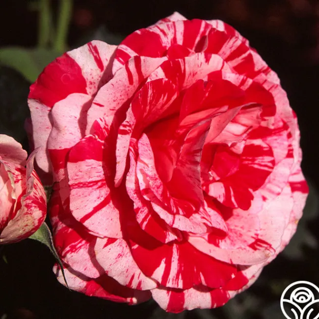 Scentimental™>Heirloom Roses