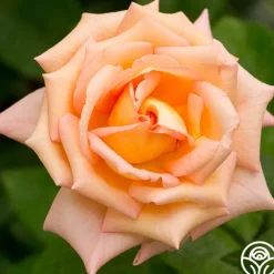Scent-Sation>Heirloom Roses Hot