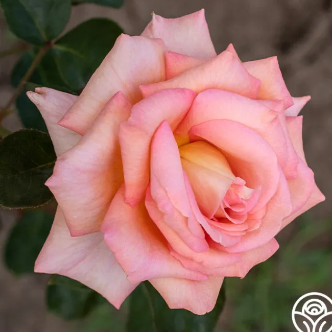 Scent-Sation>Heirloom Roses Hot