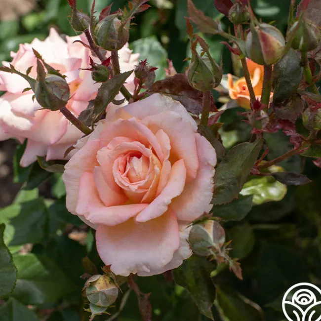 Scent-Sation>Heirloom Roses Hot
