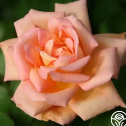 Scent-Sation><noscript><img width=