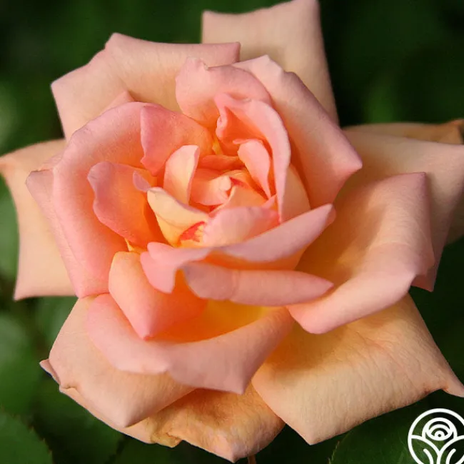 Scent-Sation>Heirloom Roses Hot