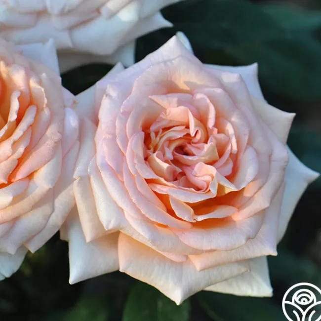Scent-Sation>Heirloom Roses Hot