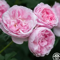 Scepter'd Isle®>Heirloom Roses Clearance