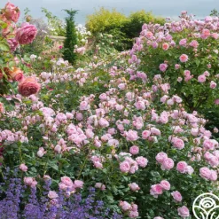 Scepter'd Isle®>Heirloom Roses Clearance