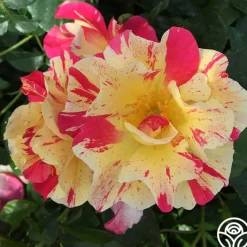 School Spirit>Heirloom Roses Sale