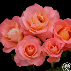 Sea Pearl>Heirloom Roses Discount