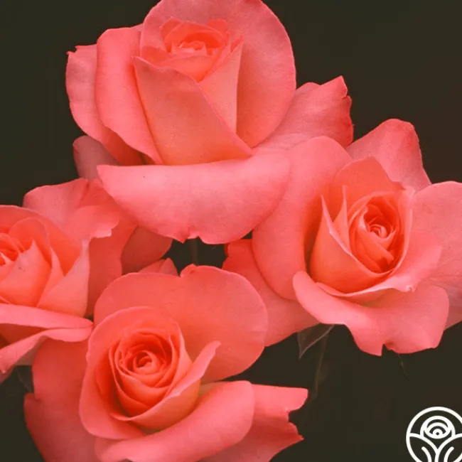 Sea Pearl>Heirloom Roses Discount