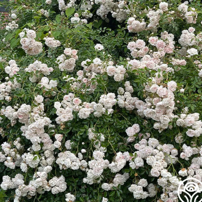 Seafoam>Heirloom Roses Sale