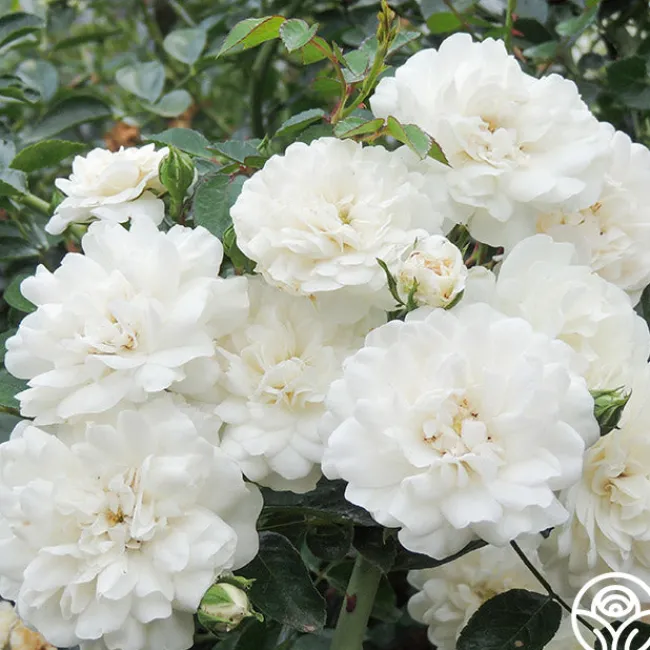 Seafoam>Heirloom Roses Sale