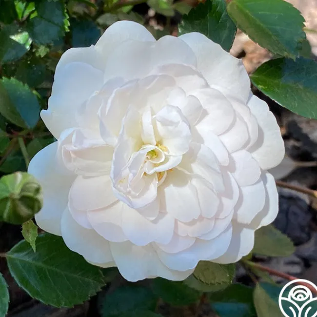 Seafoam>Heirloom Roses Sale