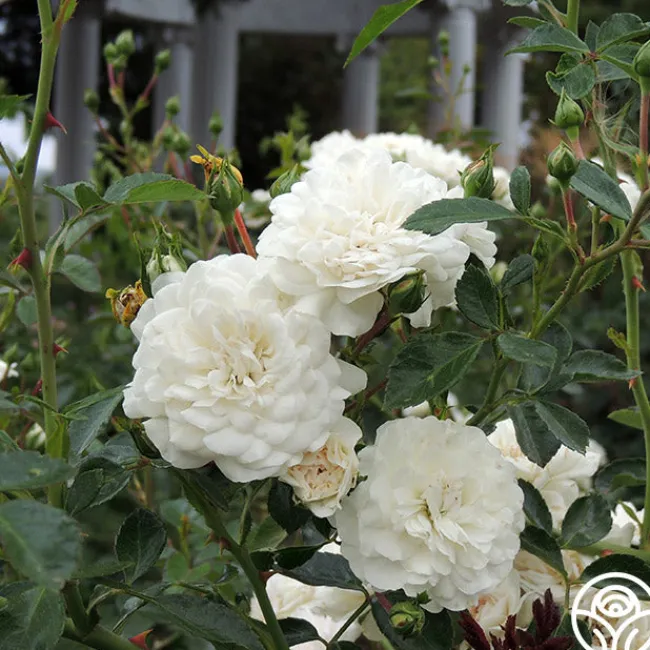 Seafoam>Heirloom Roses Sale