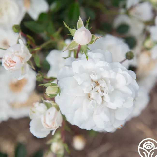 Seafoam>Heirloom Roses Sale