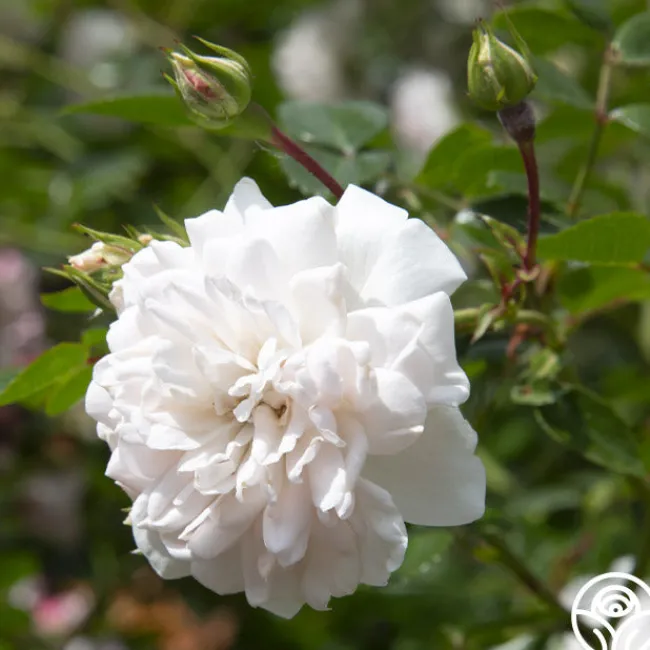Seafoam>Heirloom Roses Sale