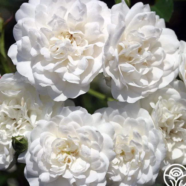 Seafoam>Heirloom Roses Sale