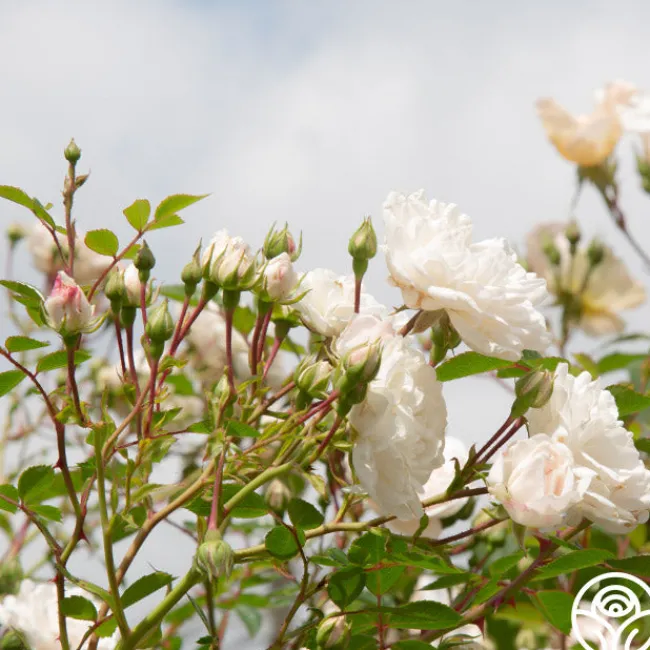 Seafoam>Heirloom Roses Sale