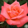 Seashell>Heirloom Roses