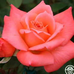 Seashell>Heirloom Roses