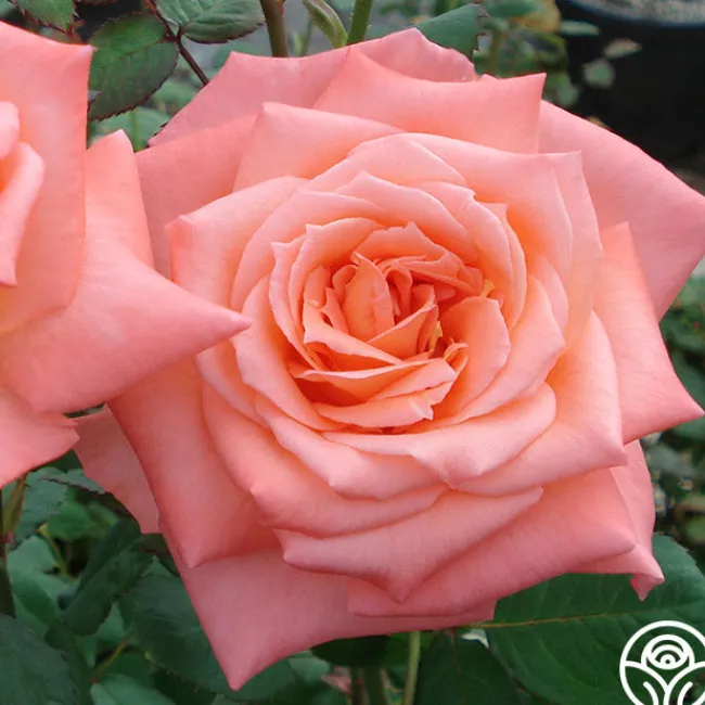 Seashell>Heirloom Roses
