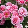 September Song>Heirloom Roses Hot