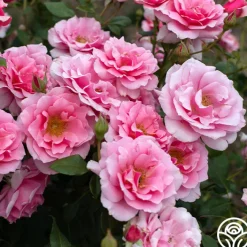 September Song>Heirloom Roses Hot