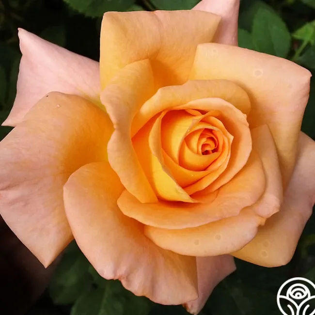 Seventh Heaven>Heirloom Roses Sale