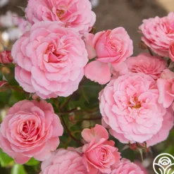Sexy Rexy®>Heirloom Roses