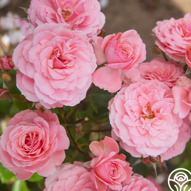 Sexy Rexy®>Heirloom Roses